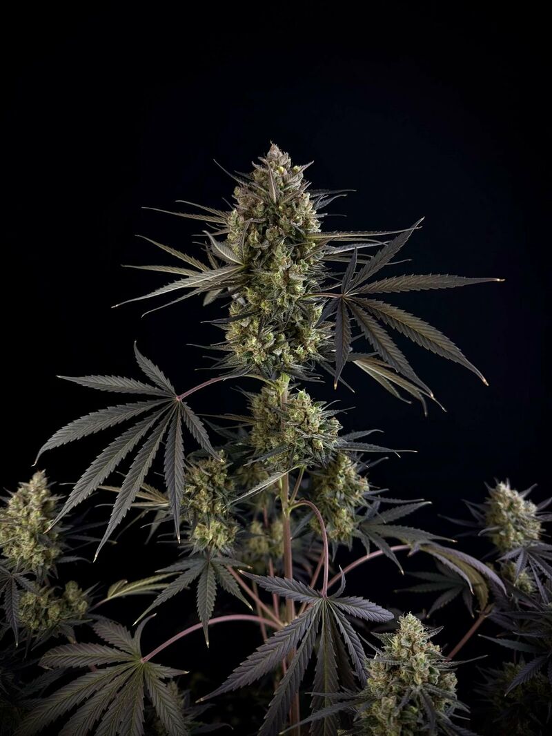 Pound Cake Auto, Фасовка: 1